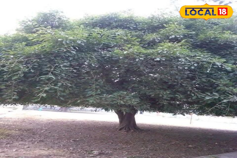 মোরাদাবাদের খবর, হিন্দি খবর, স্থানীয় খবর, আপ নিউজ, মোরাদাবাদের খবর, হিন্দি খবর, স্থানীয় খবর, ইউপি খবর।