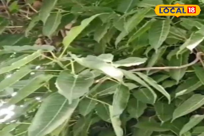 মোরাদাবাদের খবর, হিন্দি খবর, স্থানীয় খবর, আপ নিউজ, মোরাদাবাদের খবর, হিন্দি খবর, স্থানীয় খবর, ইউপি খবর।