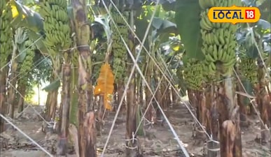 केले की फसल के लिए मार्च का पहला हफ्ता बेहद खास, सिंचाई और निराई-गुड़ाई पर दें ध्यान.