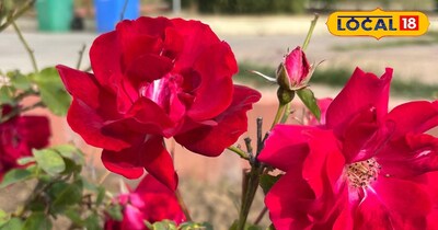 गुलाब सेहत के लिए काफी लाभकारी है.