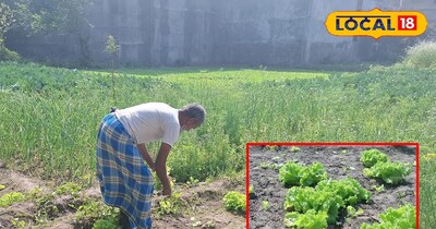 रमजान शरीफ में खूब होती है सलाद पेट की डिमांड!