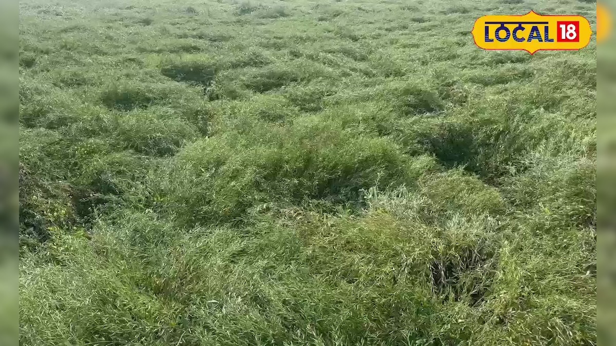 क्या मिट्टी में मिल जाएगी साल भर की मेहनत? अगेती सरसों पर मंडराया 'चटक धूप' का खतरा, दाना-दाना झड़ने की आशंका