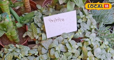 बेस्ट इनडोर प्लांट 