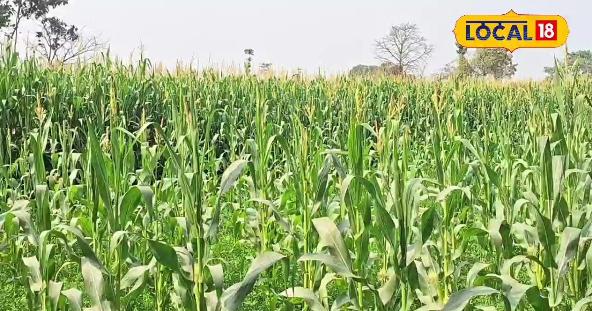 अररिया का यह किसान मक्के की खेती से कर रहा बंपर कमाई, 5 एकड़ खेत से 4 लाख तक का मुनाफा, जानें तरीका