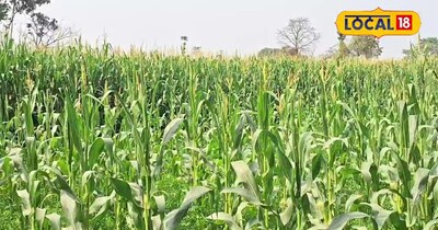 अररिया का किसान मक्के की खेती से कर रहा बंपर कमाई, 5 एकड़ से 4 लाख का मुनाफा.