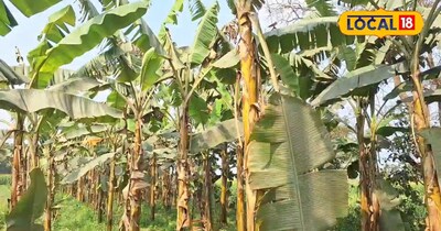 एक एकड़ जमीन पर केला की खेती से कमा सकते हैं 2 लाख रुपए तक की मुनाफा जानिए सही त
