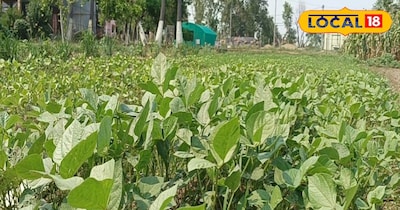 किसान करे मुंग की खेती.