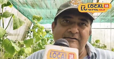 खीरा की खेती।