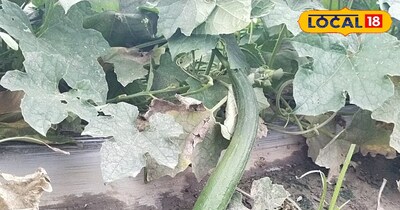 कद्दू वर्गीय सब्जियों की खेती 