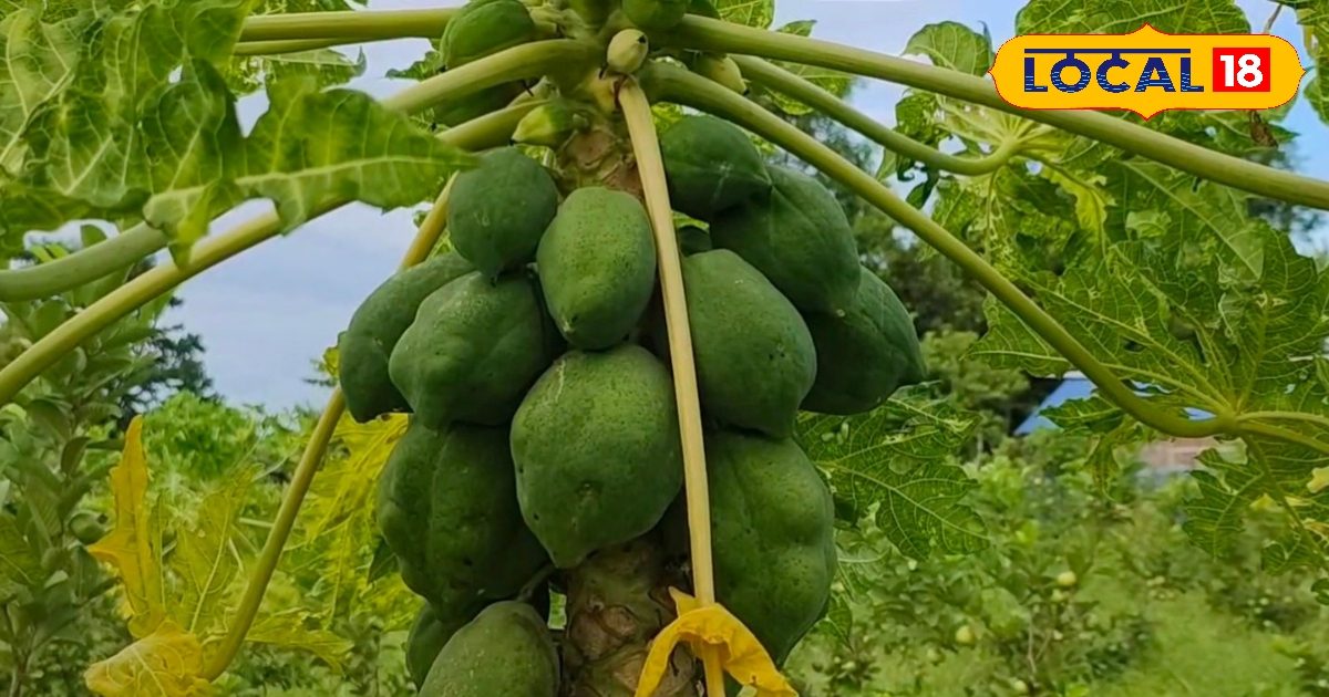 किसानों के लिए खुशखबरी, इस फल की खेती पर सरकार दे रही सब्सिडी, होगी ताबड़तोड़ कमाई, जानिए कैसे उठाएं लाभ