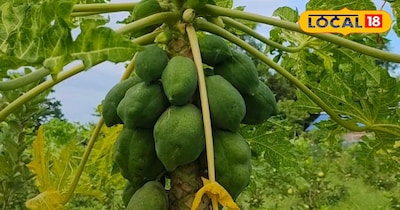 किसानों के लिए खुशखबरी: फल की खेती पर सरकार दे रही सब्सिडी, होगी ताबड़तोड़ कमाई.