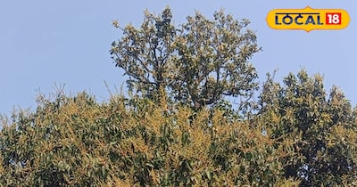 आम के पेड़ों में ‘अल्टरनेट बेयरिंग’ की समस्या? प्लानोफिक्स और आधुनिक तकनीक देंगे हल.