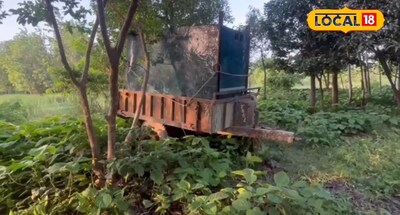 पीलीभीत में बाघों की बढ़ती हलचल पर बड़ा एक्शन, 'टाइगर आउटसाइड रिजर्व' योजना शुरू.