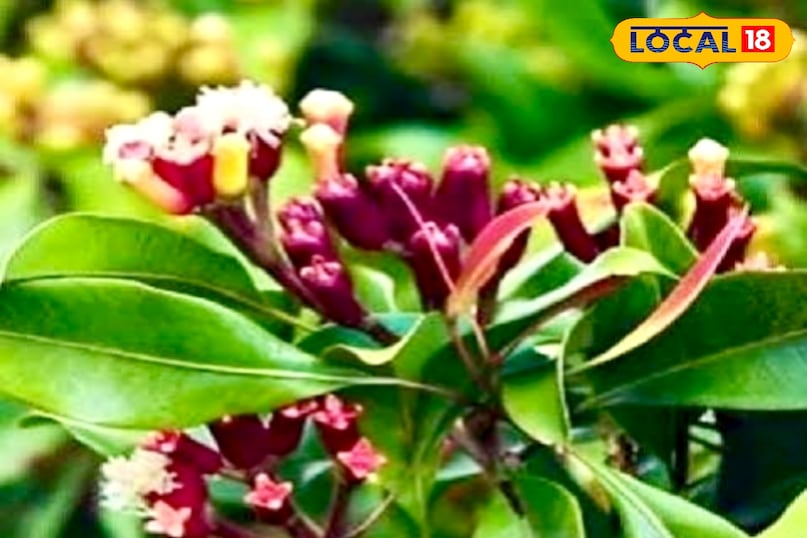 आयुर्वेद के जानकर शिव कुमार पांडे ने कहा कि आयुर्वेद में लौंग को ‘देवपुष्प’ कहा गया है. इसकी तासीर गर्म जरूर है, लेकिन इसके प्रभाव संतुलनकारी हैं. यह कफ, पित्त और रक्त दोष को नियंत्रित करती है. विशेष परिस्थितियों में लौंग शरीर को शांति और हल्की शीतलता भी प्रदान करती है. सही मात्रा और सही विधि से सेवन करने पर यह गर्मियों में भी शरीर के तापमान को संतुलित रखने में मदद करती है. आयुर्वेद के जानकर शिव कुमार पांडे ने कहा कि आयुर्वेद में लौंग को ‘देवपुष्प’ कहा गया है. इसकी तासीर गर्म जरूर है, लेकिन इसके प्रभाव संतुलनकारी हैं. यह कफ, पित्त और रक्त दोष को नियंत्रित करती है. विशेष परिस्थितियों में लौंग शरीर को शांति और हल्की शीतलता भी प्रदान करती है. सही मात्रा और सही विधि से सेवन करने पर यह गर्मियों में भी शरीर के तापमान को संतुलित रखने में मदद करती है.