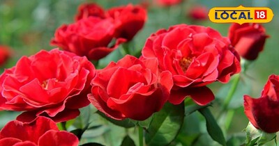 रोज गार्डेनिंग टिप्स 