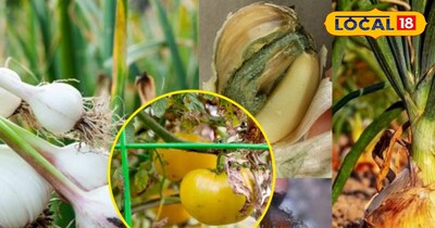 झुलसा रोग पूरी फसल बर्बाद कर सकता है.