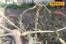 दांतों से लेकर जोड़ों तक, चिरचिटा प्राकृतिक औषधि का हर रोग में लाभ