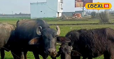 ज्यादा दूध देने वाला पशुओं की पहचान