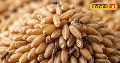 गेहूं को कीड़ों से बचाने के आसान उपाय 