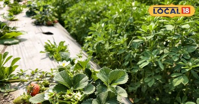 Strawberry cultivation