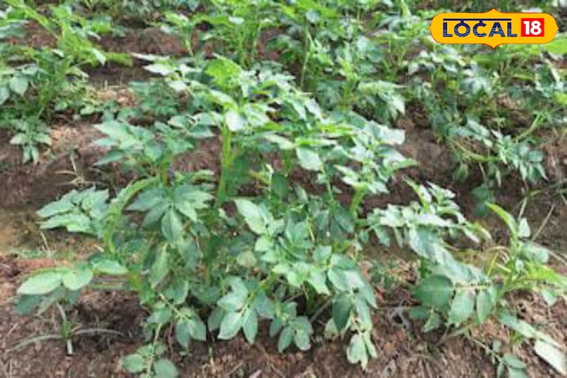 Moradabad news, hindi news, up news, local news, मुरादाबाद समाचार, समाचार, यूपी समाचार, यूपी समाचार।