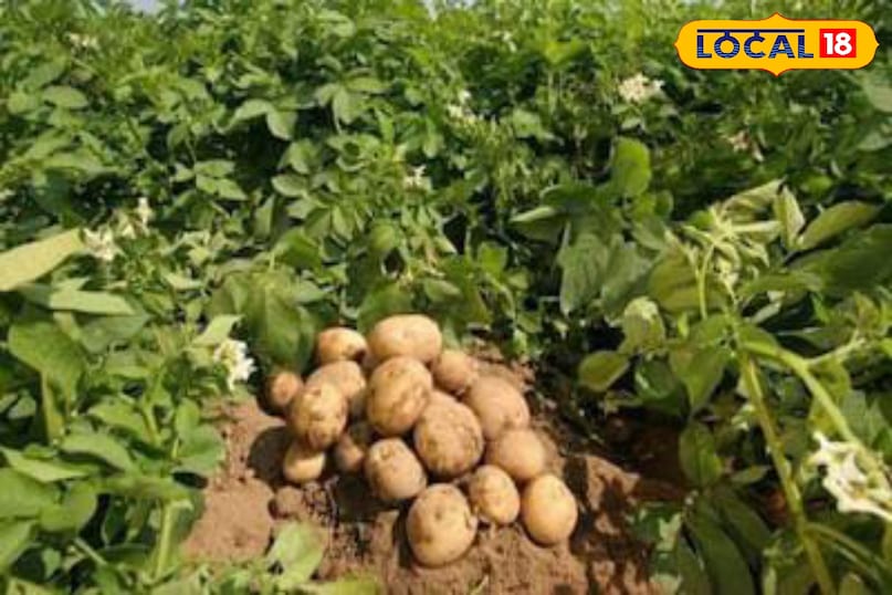 Moradabad news, hindi news, up news, local news, मुरादाबाद समाचार, समाचार, यूपी समाचार, यूपी समाचार।