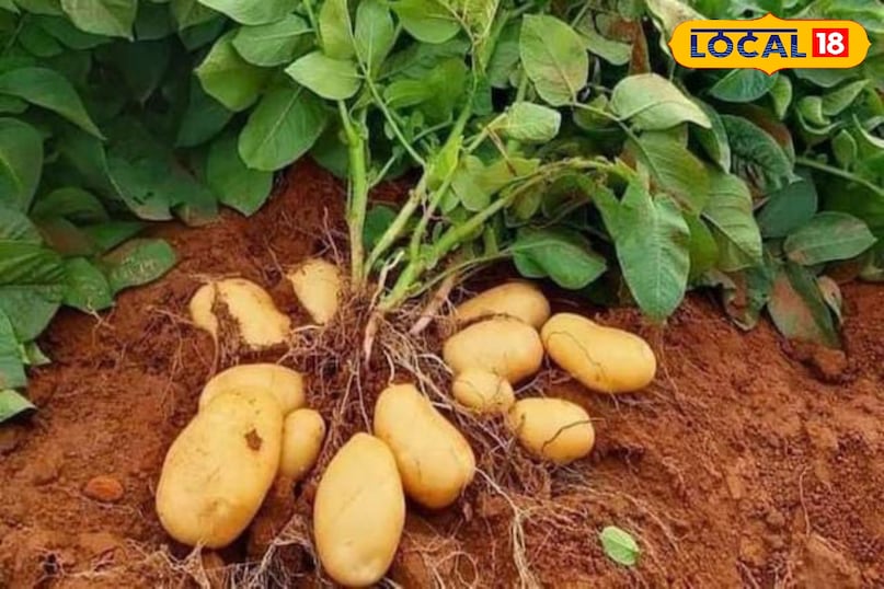 Moradabad news, hindi news, up news, local news, मुरादाबाद समाचार, समाचार, यूपी समाचार, यूपी समाचार।