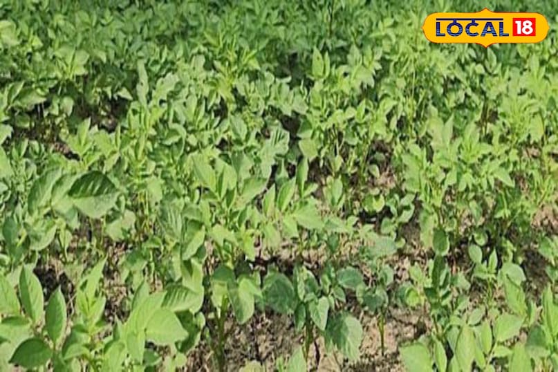 Moradabad news, hindi news, up news, local news, मुरादाबाद समाचार, समाचार, यूपी समाचार, यूपी समाचार।