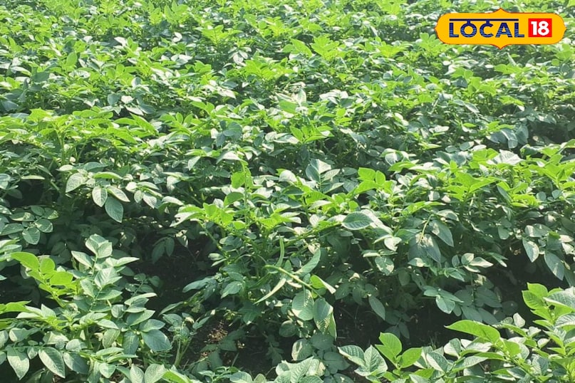 Moradabad news, hindi news, up news, local news, मुरादाबाद समाचार, समाचार, यूपी समाचार, यूपी समाचार।