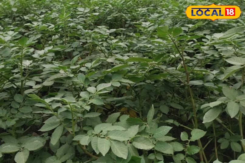 Moradabad news, hindi news, up news, local news, मुरादाबाद समाचार, समाचार, यूपी समाचार, यूपी समाचार।