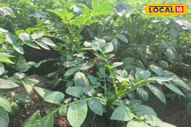 Moradabad news, hindi news, up news, local news, मुरादाबाद समाचार, समाचार, यूपी समाचार, यूपी समाचार।