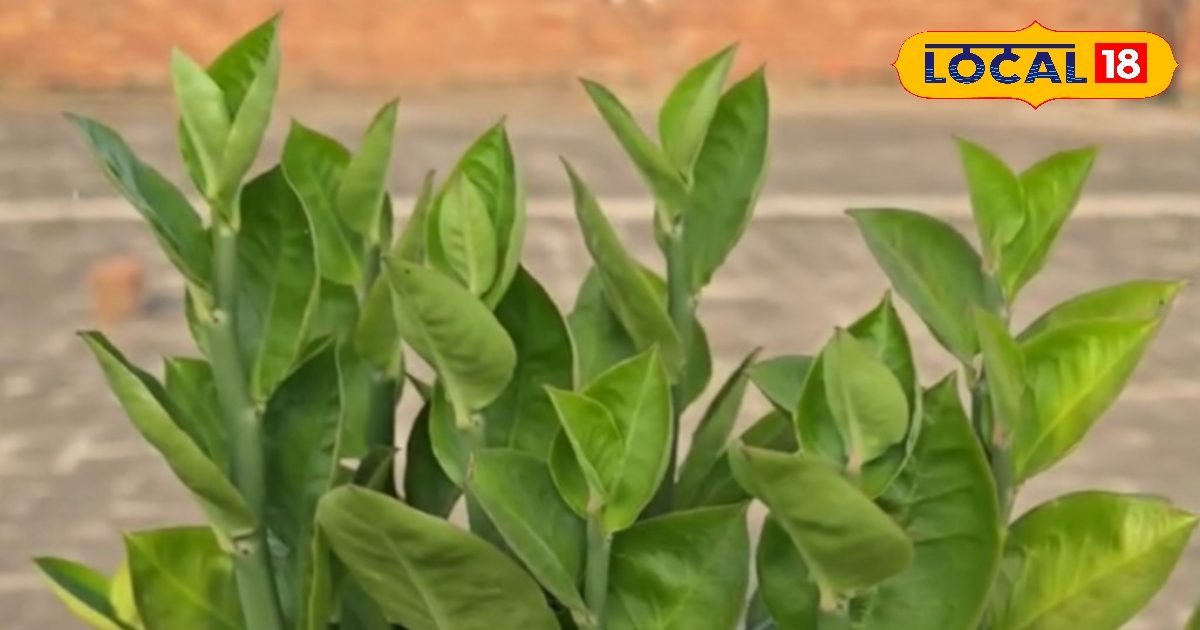 सुबह-सुबह खाएं ये हरी पत्तियां, पाइल्स का अचूक इलाज, डॉक्टर का प्रभावी नुस्खा