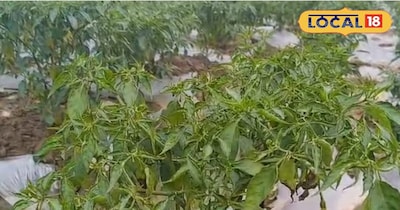 हरी मिर्च की खेती 