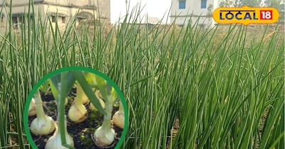 To increase the quality, shine and bulb of onions, spray boron