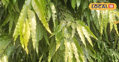 अशोक का पेड़ लगाएं और घर में सकारात्मक ऊर्जा का अहसास पाएं