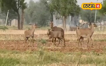 खेतों में घूमते नीलगाय 