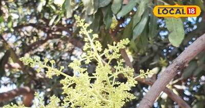 आम का बौर