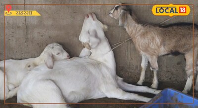 सहरसा में डबल कमाई का नया फार्मूला गाय-भैंस के साथ करे बकरी पालन