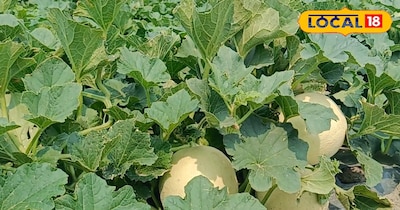 मार्च में बोई जाने वाली सब्जियां