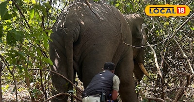 हाथी का इलाज करते डॉक्टर 