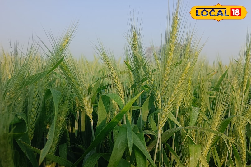 कांग्रेस घास को फैलने से कैसे रोकें, गाजर घास को फैलने से कैसे रोकें, गाजर घास क्या है, कांग्रेस घास की उत्पत्ति कहां से हुई, कांग्रेस घास भारत में कहां से आई है, लोकल 18, how to stop congress grass from spreading, how to stop carrot grass from spreading, what is carrot grass, where did congress grass originate from, where did congress grass come from in india, local 18