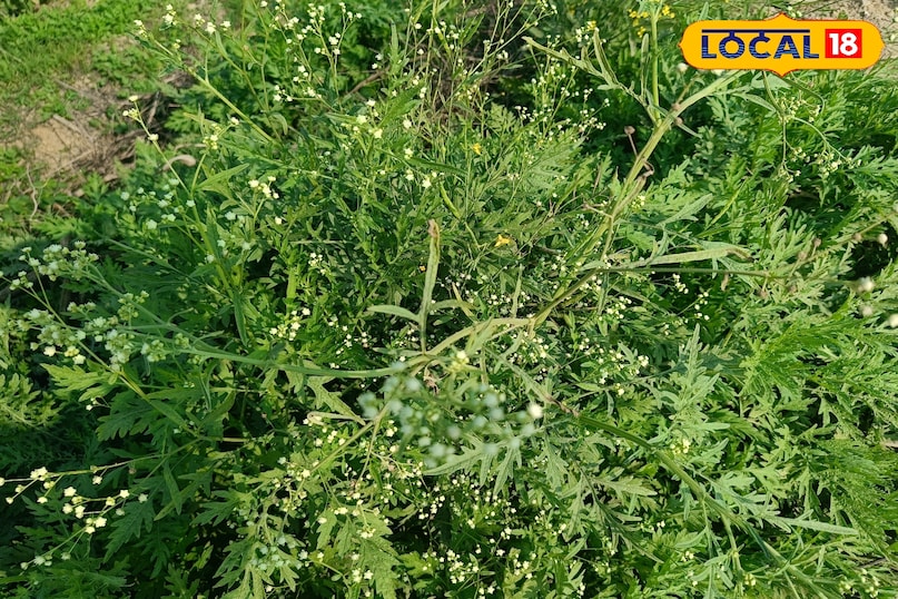 कांग्रेस घास को फैलने से कैसे रोकें, गाजर घास को फैलने से कैसे रोकें, गाजर घास क्या है, कांग्रेस घास की उत्पत्ति कहां से हुई, कांग्रेस घास भारत में कहां से आई है, लोकल 18, how to stop congress grass from spreading, how to stop carrot grass from spreading, what is carrot grass, where did congress grass originate from, where did congress grass come from in india, local 18