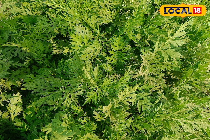 कांग्रेस घास को फैलने से कैसे रोकें, गाजर घास को फैलने से कैसे रोकें, गाजर घास क्या है, कांग्रेस घास की उत्पत्ति कहां से हुई, कांग्रेस घास भारत में कहां से आई है, लोकल 18, how to stop congress grass from spreading, how to stop carrot grass from spreading, what is carrot grass, where did congress grass originate from, where did congress grass come from in india, local 18