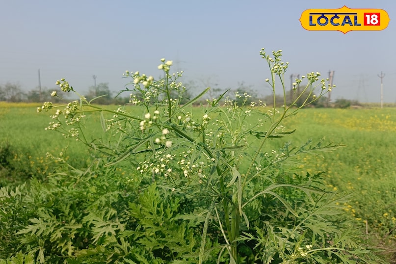 कांग्रेस घास को फैलने से कैसे रोकें, गाजर घास को फैलने से कैसे रोकें, गाजर घास क्या है, कांग्रेस घास की उत्पत्ति कहां से हुई, कांग्रेस घास भारत में कहां से आई है, लोकल 18, how to stop congress grass from spreading, how to stop carrot grass from spreading, what is carrot grass, where did congress grass originate from, where did congress grass come from in india, local 18