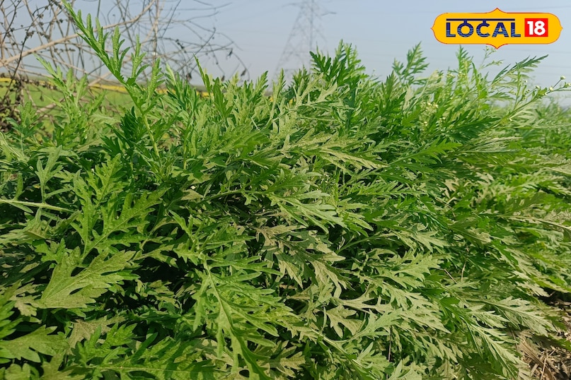 कांग्रेस घास को फैलने से कैसे रोकें, गाजर घास को फैलने से कैसे रोकें, गाजर घास क्या है, कांग्रेस घास की उत्पत्ति कहां से हुई, कांग्रेस घास भारत में कहां से आई है, लोकल 18, how to stop congress grass from spreading, how to stop carrot grass from spreading, what is carrot grass, where did congress grass originate from, where did congress grass come from in india, local 18