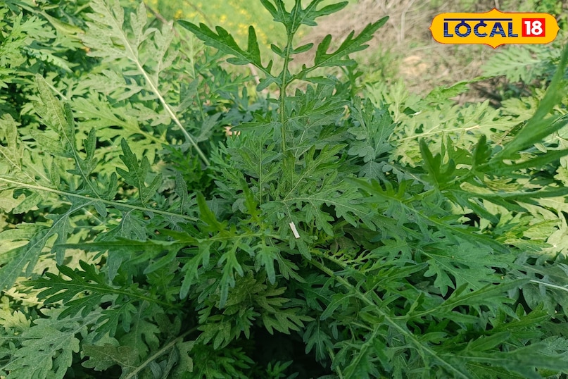 कांग्रेस घास को फैलने से कैसे रोकें, गाजर घास को फैलने से कैसे रोकें, गाजर घास क्या है, कांग्रेस घास की उत्पत्ति कहां से हुई, कांग्रेस घास भारत में कहां से आई है, लोकल 18, how to stop congress grass from spreading, how to stop carrot grass from spreading, what is carrot grass, where did congress grass originate from, where did congress grass come from in india, local 18