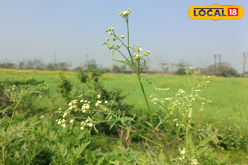 कांग्रेस घास को फैलने से कैसे रोकें, गाजर घास को फैलने से कैसे रोकें, गाजर घास क्या है, कांग्रेस घास की उत्पत्ति कहां से हुई, कांग्रेस घास भारत में कहां से आई है, लोकल 18, how to stop congress grass from spreading, how to stop carrot grass from spreading, what is carrot grass, where did congress grass originate from, where did congress grass come from in india, local 18