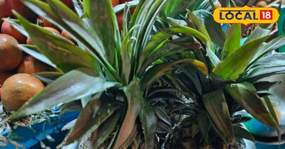 अनन्नास 