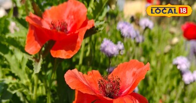 खसखस के चमत्कारिक फायदे 