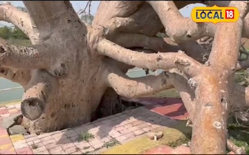 कल्पवृक्ष